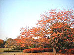 ӂ̍gt@{Erc̎ʐ^04
